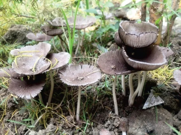 All India Women Artists’ Art Exhibition 2020